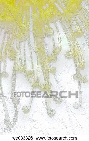 Stock Photograph - Chrysanthemum Curls. Dendranthema grandiflora. September 2006, Maryland, USA. Fotosearch