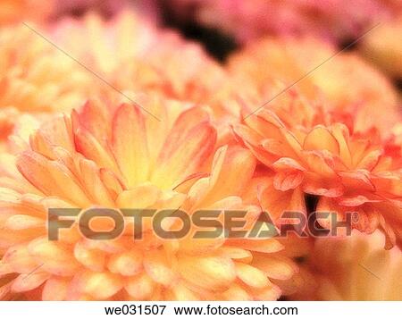 Chrysanthemums (Dendranthema) View Large Photo Image Stock Photo - Chrysanthemums (Dendranthema). Fotosearch