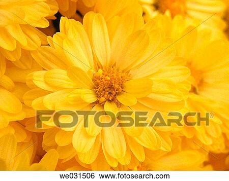 Chrysanthemums (Dendranthema) View Large Photo Image Stock Photograph - Chrysanthemums (Dendranthema). Fotosearch