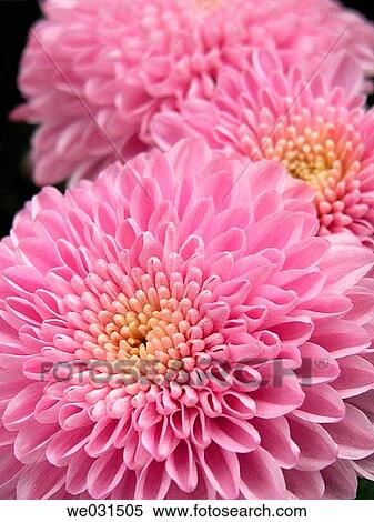 Stock Photography - Chrysanthemums (Dendranthema). Fotosearch