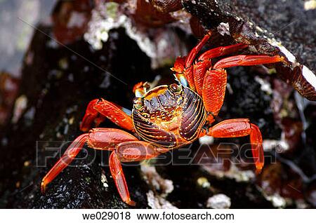 Close-up, crustacean, Crabs, Crab, animal View Large Photo Image Stock Photo - Close-up, crustacean, Crabs, Crab, animal. Fotosearch