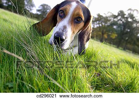 Stock Image - Close-up, day, country, contemporary, animal. Fotosearch