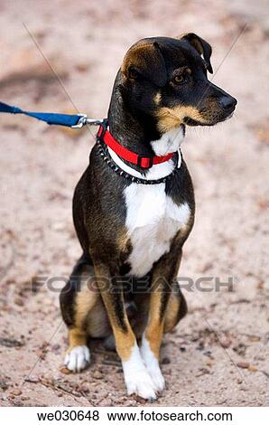 Close-up, docile, day, contemporary, animal View Large Photo Image Stock Photo - Close-up, docile, day, contemporary, animal. Fotosearch