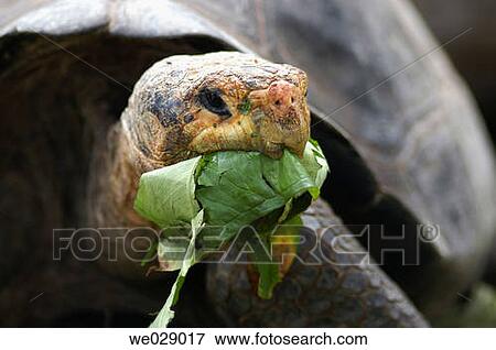 Close-up, fauna, eating, day, animal View Large Photo Image Stock Photo - Close-up, fauna, eating, day, animal. Fotosearch