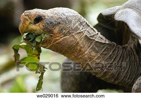 Close-up, fauna, eating, day, animal View Large Photo Image Stock Photograph - Close-up, fauna, eating, day, animal. Fotosearch
