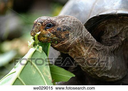 Stock Photography - Close-up, fauna, eating, day, animal. Fotosearch