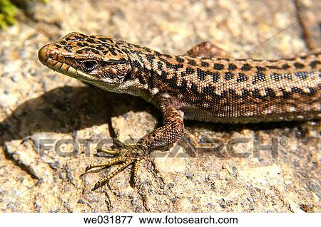 Close-up, fauna, Europe, day, animal View Large Photo Image Stock Photo - Close-up, fauna, Europe, day, animal. Fotosearch
