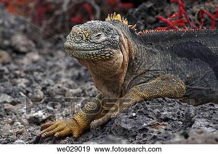 Close-up, Galapagos island, fauna, day, animal View Large Photo Image Stock Photo - Close-up, Galapagos island, fauna, day, animal. Fotosearch