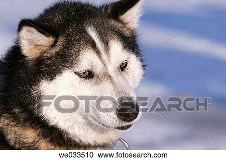 Close up of mushing dog in Churchill, Manitoba, Canada View Large Photo Image Stock Image - Close up of mushing dog in Churchill, Manitoba, Canada. Fotosearch