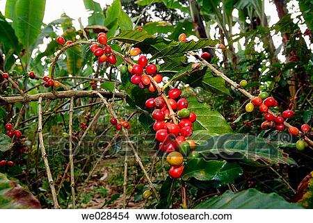 Coffee plant. Xico. Veracruz. Mexico. View Large Photo Image Picture - Coffee plant. Xico. Veracruz. Mexico.. Fotosearch