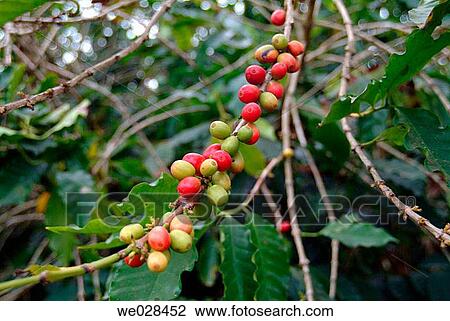 Coffee plant. Xico. Veracruz. Mexico. View Large Photo Image Stock Image - Coffee plant. Xico. Veracruz. Mexico.. Fotosearch