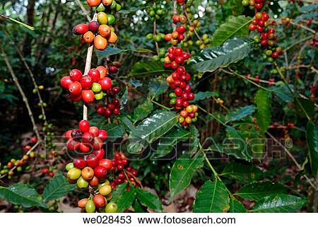Coffee plant. Xico. Veracruz. Mexico. View Large Photo Image Stock Image - Coffee plant. Xico. Veracruz. Mexico.. Fotosearch