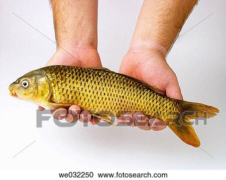 Common carp (Cyprinus carpio) View Large Photo Image Stock Image - Common carp (Cyprinus carpio). Fotosearch