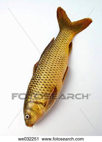 Common carp (Cyprinus carpio) View Large Photo Image Stock Image - Common carp (Cyprinus carpio). Fotosearch