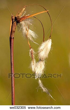 Common Cottongrass (Eriophorum angustifolium) View Large Photo Image Stock Photography - Common Cottongrass (Eriophorum angustifolium). Fotosearch