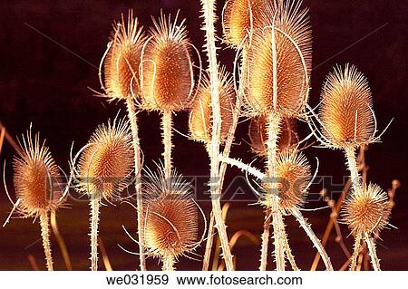 Stock Photo - Common Teasel. Guadalajara. Spain.. Fotosearch