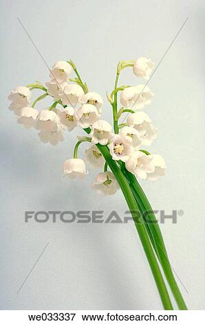 Convallaria majalis, bouquet View Large Photo Image Stock Photo - Convallaria majalis, bouquet. Fotosearch