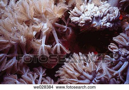 Corals. Red Sea. Sharm El Sheik. Egypt. View Large Photo Image Picture - Corals. Red Sea. Sharm El Sheik. Egypt.. Fotosearch