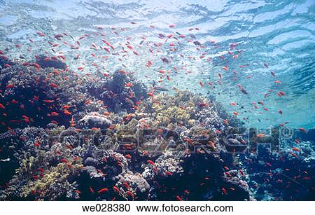 Corals. Red Sea. Sharm El Sheik. Egypt. View Large Photo Image Stock Image - Corals. Red Sea. Sharm El Sheik. Egypt.. Fotosearch