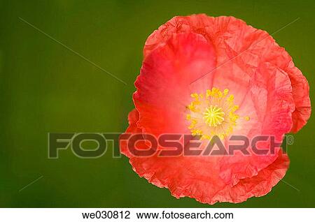 Stock Image - Corn Poppy, Shirley Poppy, Flanders Poppy, Papaver rhoeas. Summer, Maryland, USA. Fotosearch