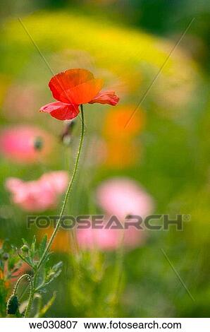 Corn Poppy, Shirley Poppy, Flanders Poppy. Red poppy blooming in a field of wild flowers. Latin name Papaver rhoeas. Summer, Maryland, USA View Large Photo Image Stock Photo - Corn Poppy, Shirley Poppy, Flanders Poppy. Red poppy blooming in a field of wild flowers. Latin name Papaver rhoeas. Summer, Maryland, USA. Fotosearch