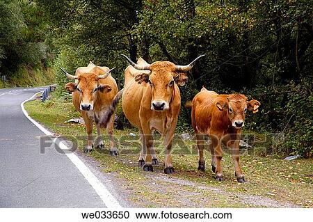 Cows on road. Asturias, Spain View Large Photo Image Stock Image - Cows on road. Asturias, Spain. Fotosearch
