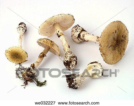 Death Cap (Amanita phalloides) View Large Photo Image Stock Photo - Death Cap (Amanita phalloides). Fotosearch