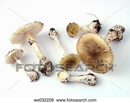 Stock Photo - Death Cap (Amanita phalloides). Fotosearch