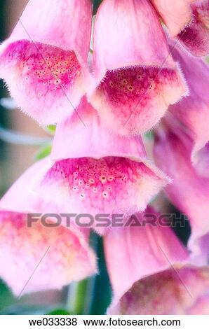 Digitalis X mertonensis View Large Photo Image Stock Photo - Digitalis X mertonensis. Fotosearch