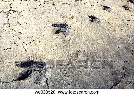 Dinosaur footprints (Mesozoic Era, Lower Cretaceous, 130-120 milion years), Los Cayos palaeontological site. Cornago, La Rioja, Spain View Large Photo Image Stock Image - Dinosaur footprints (Mesozoic Era, Lower Cretaceous, 130-120 milion years), Los Cayos palaeontological site. Cornago, La Rioja, Spain. Fotosearch