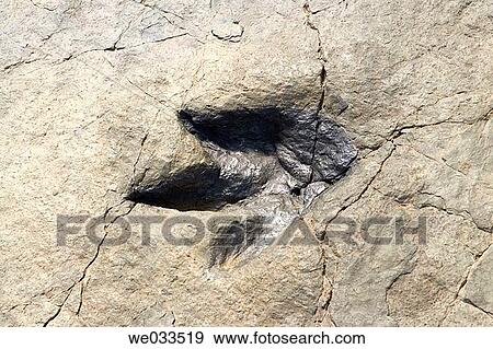 Dinosaur footprints (Mesozoic Era, Lower Cretaceous, 130-120 milion years), Los Cayos palaeontological site. Cornago, La Rioja, Spain View Large Photo Image Stock Photo - Dinosaur footprints (Mesozoic Era, Lower Cretaceous, 130-120 milion years), Los Cayos palaeontological site. Cornago, La Rioja, Spain. Fotosearch
