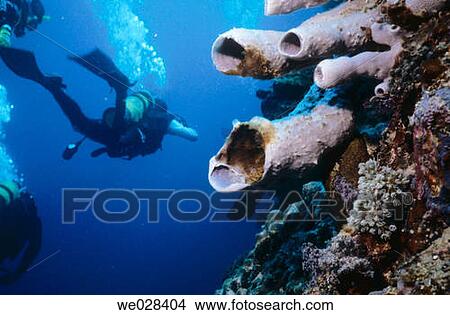 Diving. Menjangan Island. Bali. View Large Photo Image Picture - Diving. Menjangan Island. Bali.. Fotosearch