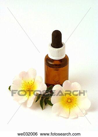 Dog Rose (Rosa canina) oil View Large Photo Image Stock Photograph - Dog Rose (Rosa canina) oil. Fotosearch
