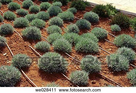 Drip irrigation. Jerusalem. Israel. View Large Photo Image Stock Image - Drip irrigation. Jerusalem. Israel.. Fotosearch