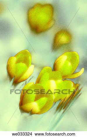 Picture - Dutch Crocus (Crocus vernus). Fotosearch