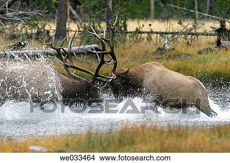 Elk (Cervus elaphus) in Yellowstone National Park, Wyoming, USA View Large Photo Image Picture - Elk (Cervus elaphus) in Yellowstone National Park, Wyoming, USA. Fotosearch