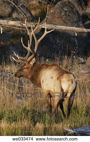 Elk (Cervus elaphus) in Yellowstone National Park, Wyoming, USA View Large Photo Image Picture - Elk (Cervus elaphus) in Yellowstone National Park, Wyoming, USA. Fotosearch