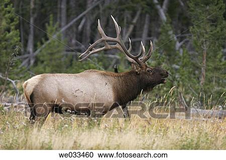 Elk (Cervus elaphus) in Yellowstone National Park, Wyoming, USA View Large Photo Image Stock Image - Elk (Cervus elaphus) in Yellowstone National Park, Wyoming, USA. Fotosearch