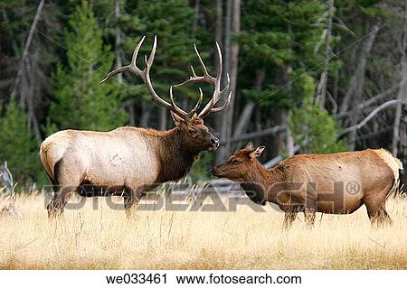 Elk (Cervus elaphus) in Yellowstone National Park, Wyoming, USA View Large Photo Image Stock Image - Elk (Cervus elaphus) in Yellowstone National Park, Wyoming, USA. Fotosearch
