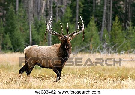 Elk (Cervus elaphus) in Yellowstone National Park, Wyoming, USA View Large Photo Image Stock Image - Elk (Cervus elaphus) in Yellowstone National Park, Wyoming, USA. Fotosearch