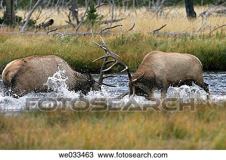 Elk (Cervus elaphus) in Yellowstone National Park, Wyoming, USA View Large Photo Image Stock Image - Elk (Cervus elaphus) in Yellowstone National Park, Wyoming, USA. Fotosearch