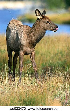 Elk (Cervus elaphus) in Yellowstone National Park, Wyoming, USA View Large Photo Image Stock Image - Elk (Cervus elaphus) in Yellowstone National Park, Wyoming, USA. Fotosearch
