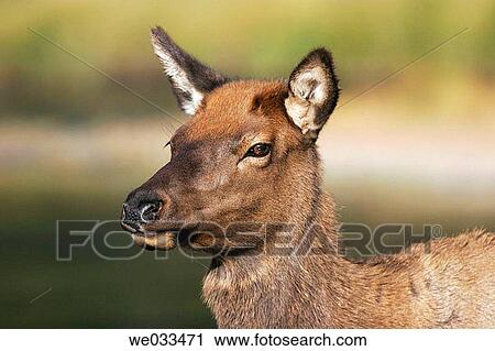 Elk (Cervus elaphus) in Yellowstone National Park, Wyoming, USA View Large Photo Image Stock Image - Elk (Cervus elaphus) in Yellowstone National Park, Wyoming, USA. Fotosearch