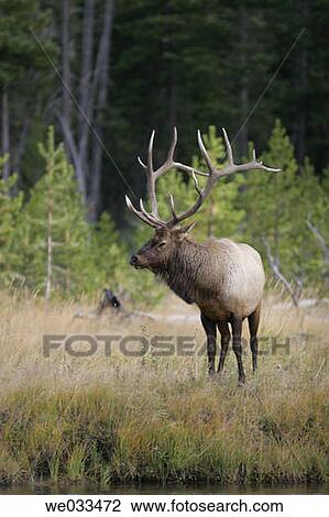 Elk (Cervus elaphus) in Yellowstone National Park, Wyoming, USA View Large Photo Image Stock Image - Elk (Cervus elaphus) in Yellowstone National Park, Wyoming, USA. Fotosearch