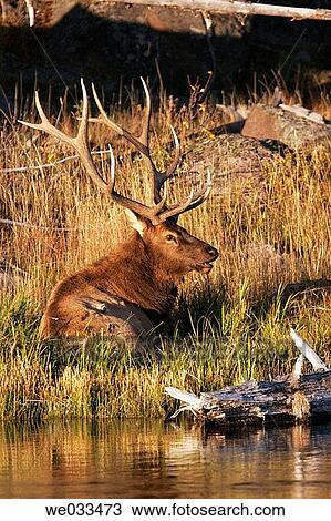 Elk (Cervus elaphus) in Yellowstone National Park, Wyoming, USA View Large Photo Image Stock Image - Elk (Cervus elaphus) in Yellowstone National Park, Wyoming, USA. Fotosearch