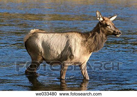 Elk (Cervus elaphus) in Yellowstone National Park, Wyoming, USA View Large Photo Image Stock Image - Elk (Cervus elaphus) in Yellowstone National Park, Wyoming, USA. Fotosearch