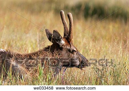 Stock Photo - Elk (Cervus elaphus) in Yellowstone National Park, Wyoming, USA. Fotosearch