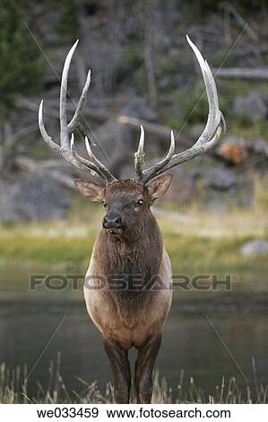 Elk (Cervus elaphus) in Yellowstone National Park, Wyoming, USA View Large Photo Image Stock Photo - Elk (Cervus elaphus) in Yellowstone National Park, Wyoming, USA. Fotosearch