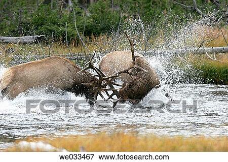 Elk (Cervus elaphus) in Yellowstone National Park, Wyoming, USA View Large Photo Image Stock Photo - Elk (Cervus elaphus) in Yellowstone National Park, Wyoming, USA. Fotosearch