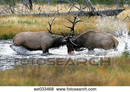 Elk (Cervus elaphus) in Yellowstone National Park, Wyoming, USA View Large Photo Image Stock Photo - Elk (Cervus elaphus) in Yellowstone National Park, Wyoming, USA. Fotosearch